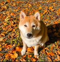 Ren